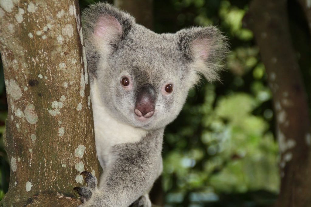 Benefits of moving to Australia for a job 2
