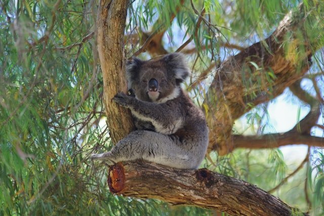 The ultimate list of expat friendly cities in Australia 3