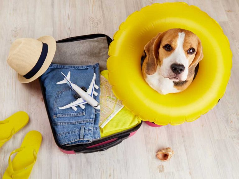 Dog wearing yellow life buoy ready to move for pet relocation in the Philippines