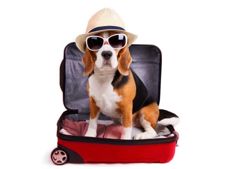 Dog ready to move in a red suitcase and wearing glasses and hat for pet relocation in vietnam