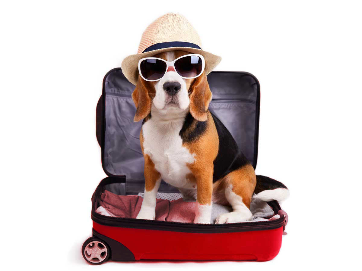 Moving Services in Vietnam | Local, International & Office Moving 13 Pet relocation services in Vietnam for dogs and cats