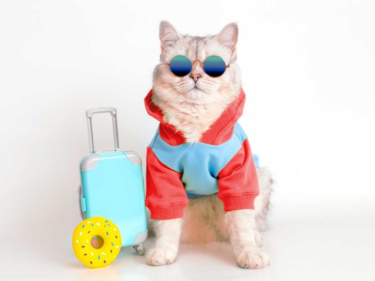 Cute cat wearing glasses and his luggage ready for pet relocation in Thailand